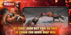 Chọi Gà Thần Kê