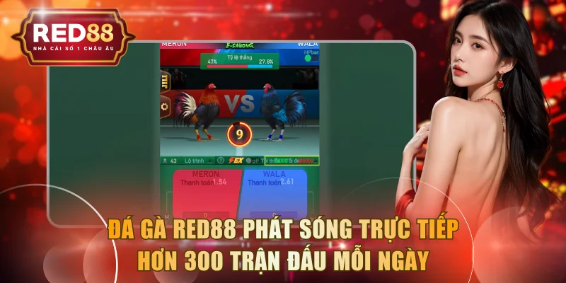 Đá gà RED88 phát sóng trực tiếp hơn 300 trận đấu mỗi ngày