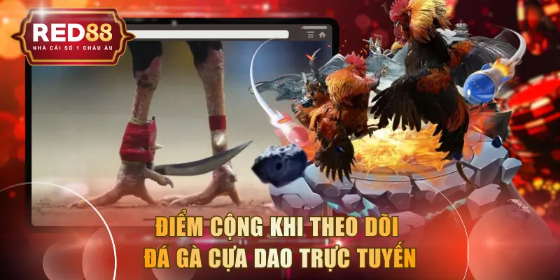Điểm cộng khi theo dõi đá gà cựa dao trực tuyến