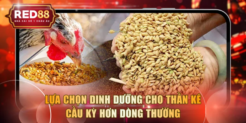 Lựa chọn dinh dưỡng cho thần kê cầu kỳ hơn dòng thường