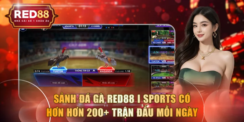 Sảnh đá gà RED88 I Sports có hơn hơn 200+ trận đấu mỗi ngày